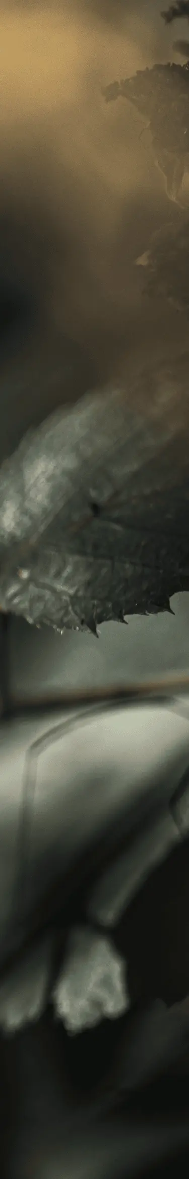 Our Services Mobile Background